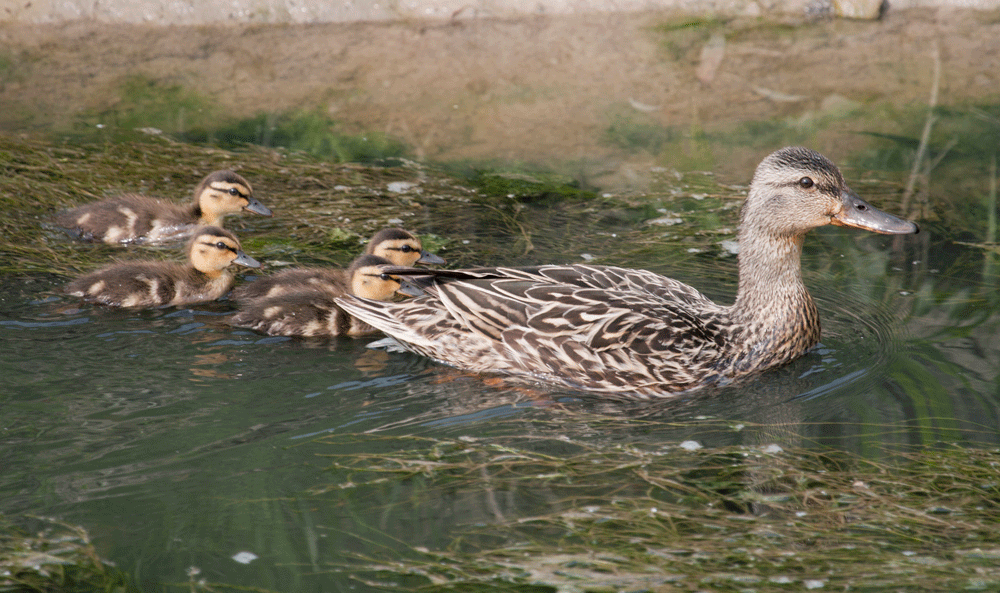 ducks.