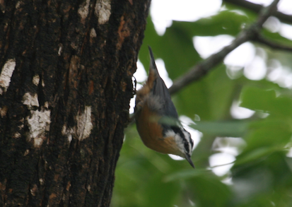 bird on a tree. 