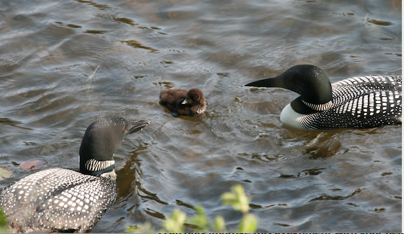 ducks. 