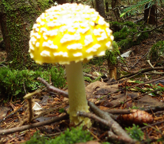 Yellow mushroom growing. 