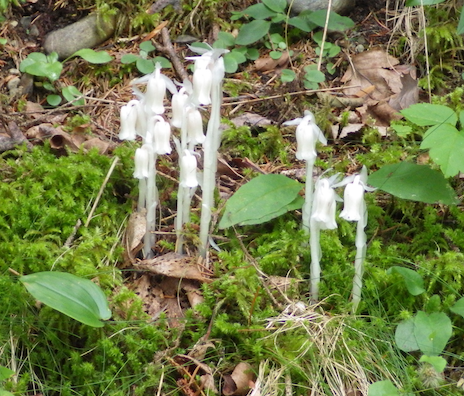 mushrooms growing. 