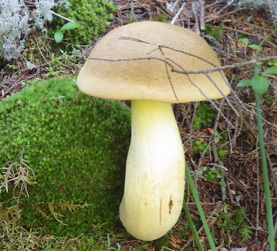 a picture of a mushroom