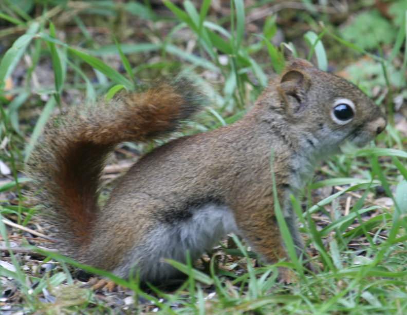 Red squerril