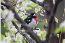 a grossbeak. 