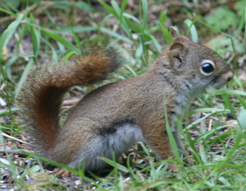 red squirrel.
